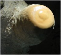 Stalagmite