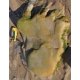 DinosaurFootprint