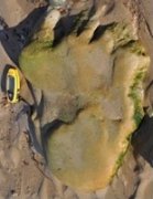 DinosaurFootprint