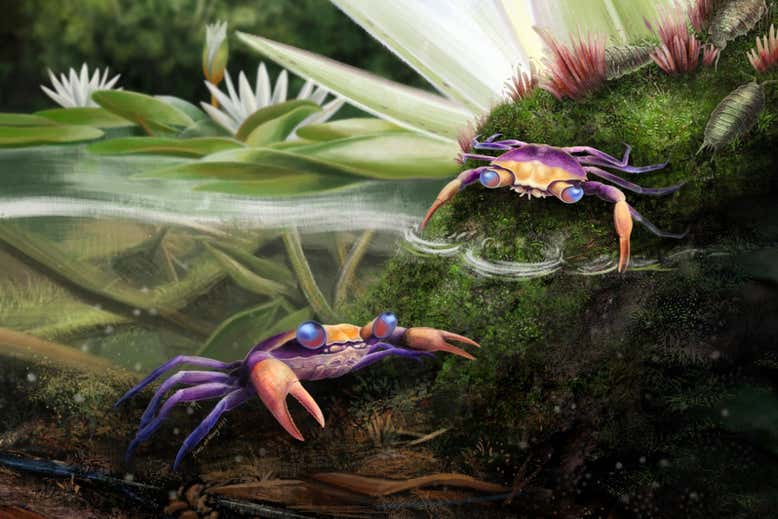 99-million-year-old crab discovered in amber | Geological